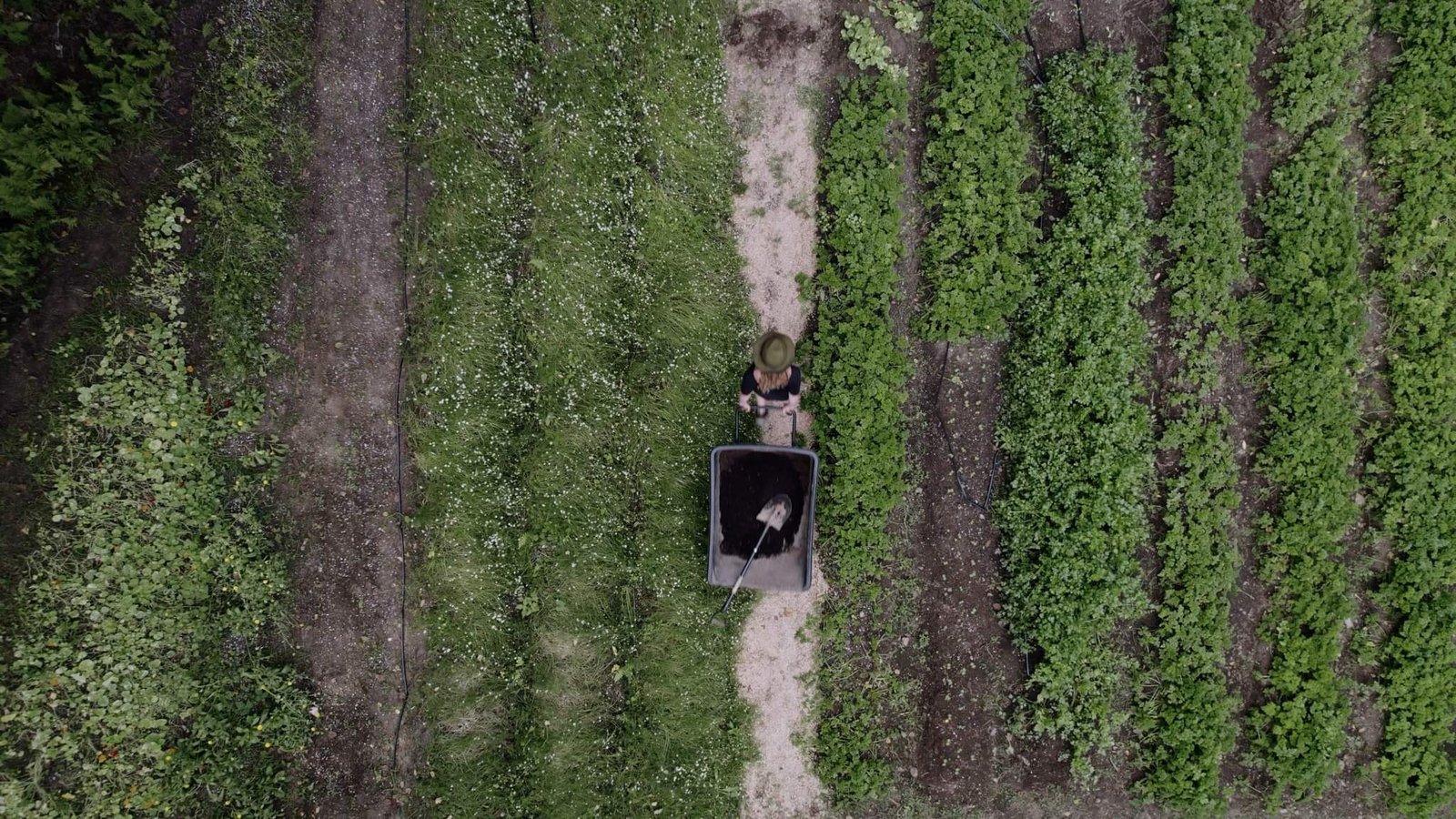 Femmes avec un panier d’herbes