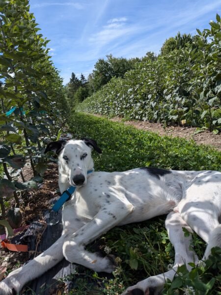 Pépinière et chenil pour chiens