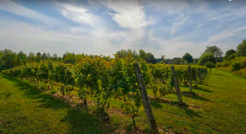Vignoble Clos de l'Orme blanc