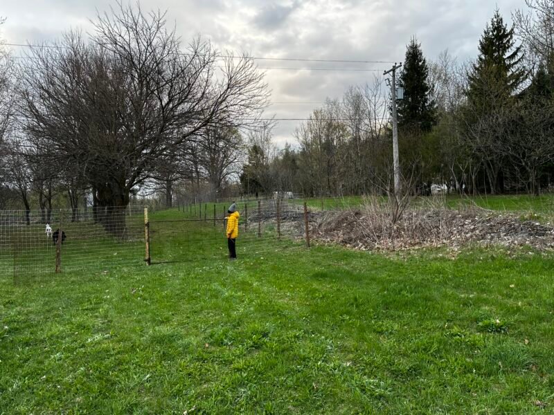 Pépinière et chenil pour chiens