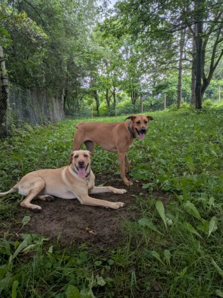 Pépinière et chenil pour chiens
